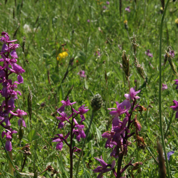 Anacamptis morio